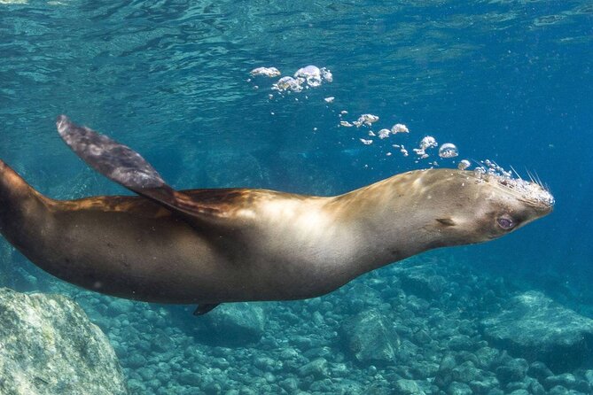 1 Day Espiritu Santo Island Wonders, Sea Lions and Paddleboard Adventure - Beach lunch on Espiritu Santo: the relaxing part you’ll actually remember