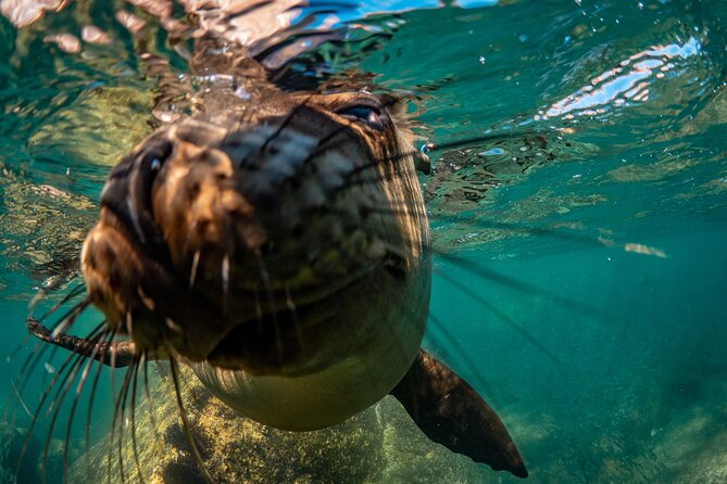 2 Dives in the Cabo Marine Park - Boat time, snacks, and how the “not boring” parts add up