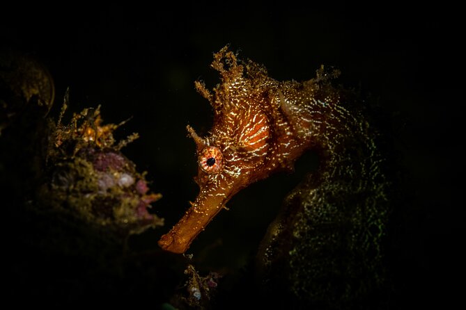 2 Dives in the Cabo Marine Park - Who this is best for (and who might want to look elsewhere)