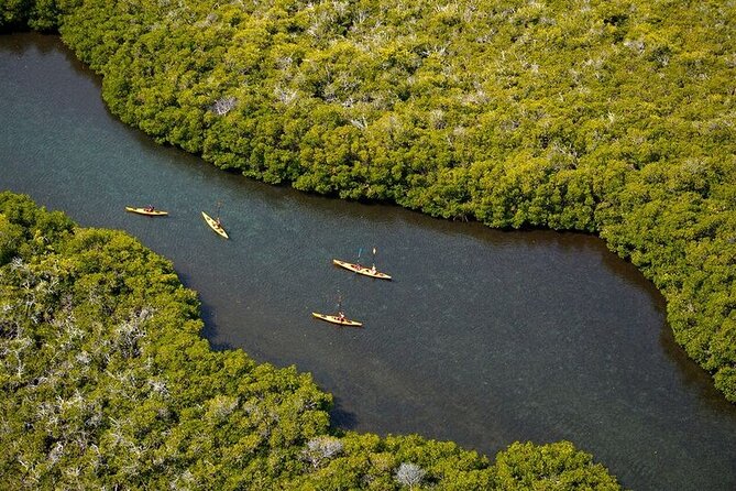 2 Hours of Kayak Safari in Bahía de La Paz - Key Highlights You Should Know Before You Paddle