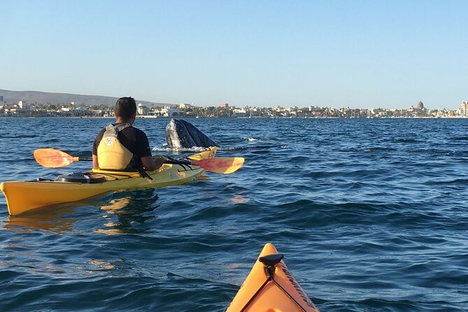 2 Hours of Kayak Safari in Bahía de La Paz - Expedition Kayaks, Real Stability, and What That Means