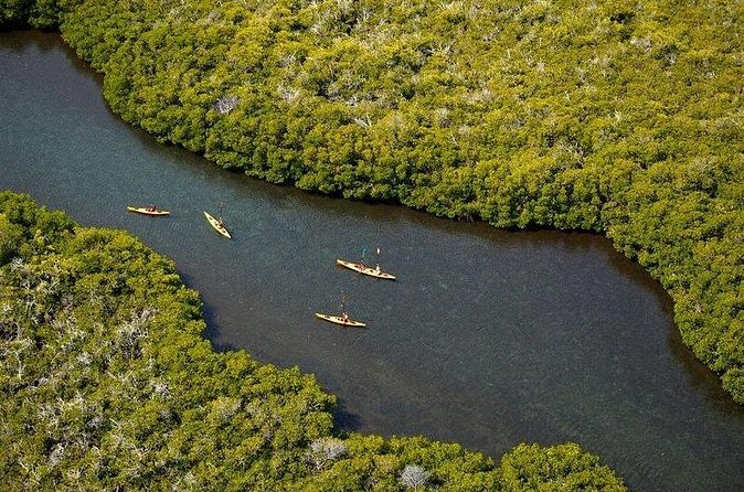 2 Hours of Kayak Safari in Bahía de La Paz - Mangroves at Mogote: Short Stop, Big Value