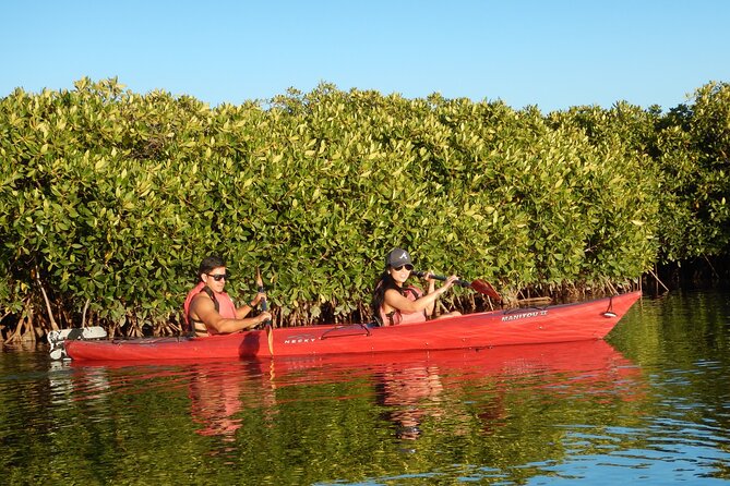 2 Hours of Kayak Safari in Bahía de La Paz - Marine Life Spotting: What You Might Actually See