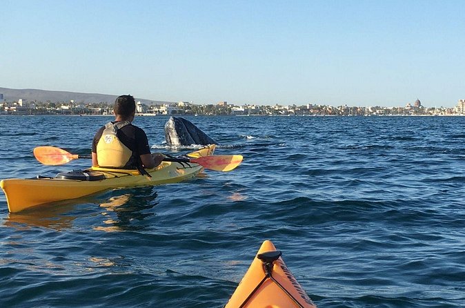2 Hours of Kayak Safari in Bahía de La Paz - The Beach Break: Water, Gatorade, and Fruit
