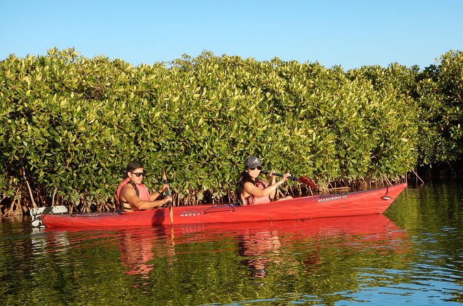 2 Hours of Kayak Safari in Bahía de La Paz - Guide Style, English, and How to Get More From the Trip
