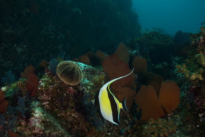 2 Tank Dive - Certified Divers (Santa Maria Bay & Chileno Bay) - Getting from Cabo Marina to the real underwater action