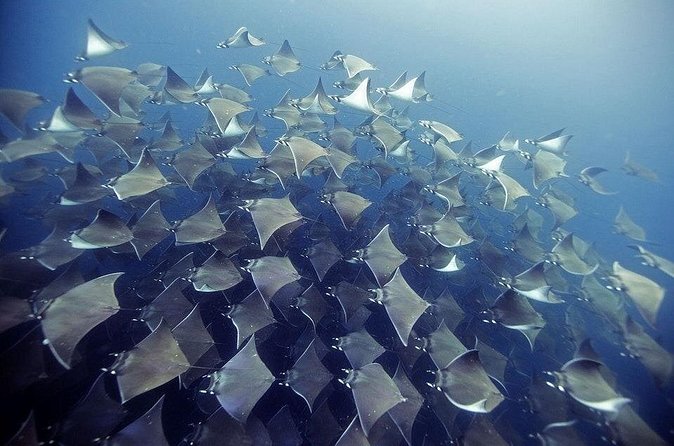 2 Tank Dive - Certified Divers (Santa Maria Bay & Chileno Bay) - What the schedule feels like once you’re in it