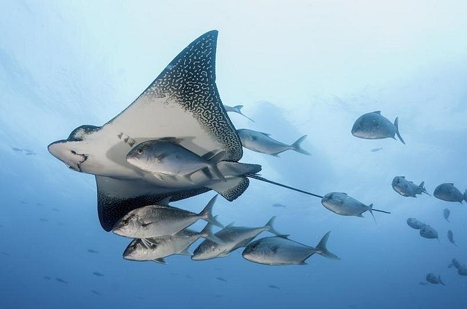 2 Tank Dive - Certified Divers (Santa Maria Bay & Chileno Bay) - Inclusions and the real value of what’s included