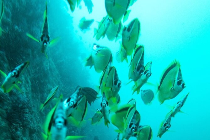 2 Tank Dive - Certified Divers (Santa Maria Bay & Chileno Bay) - Photo USB: the souvenir part people forget to plan