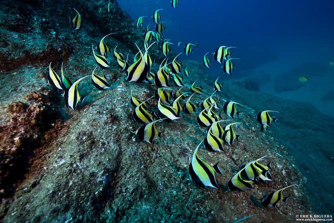 2-Tank Scuba Dive in Cabo San Lucas Reserve for Certified Divers - Key things that make this Cabo 2-tank tour worth it