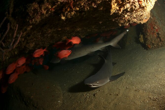 2-Tank Scuba Dive in Cabo San Lucas Reserve for Certified Divers - Two tank sessions inside the Sea of Cortez: what you are likely to see