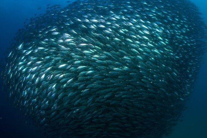 2-Tank Scuba Dive in Cabo San Lucas Reserve for Certified Divers - Group size and attention: small teams usually mean calmer experiences