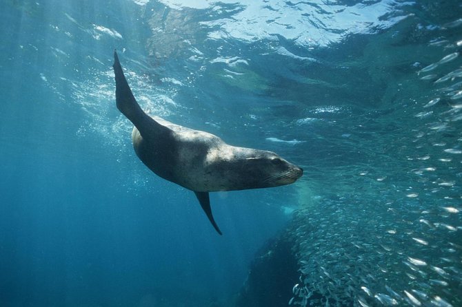 2-Tank Scuba Dive in Cabo San Lucas Reserve for Certified Divers - Certified-diver basics: what you must bring and what to expect in the water