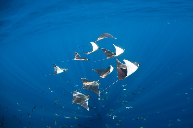 2-Tank Scuba in Marine Reserve and Corridor for Certified Divers - Two-Tank Scuba in Cabo’s Corridor: What the Day Feels Like