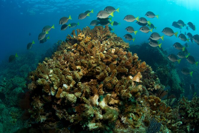 2-Tank Scuba in Marine Reserve and Corridor for Certified Divers - Stop 1 Underwater at Corredor Nautico: Rocks, fish, and wildlife season