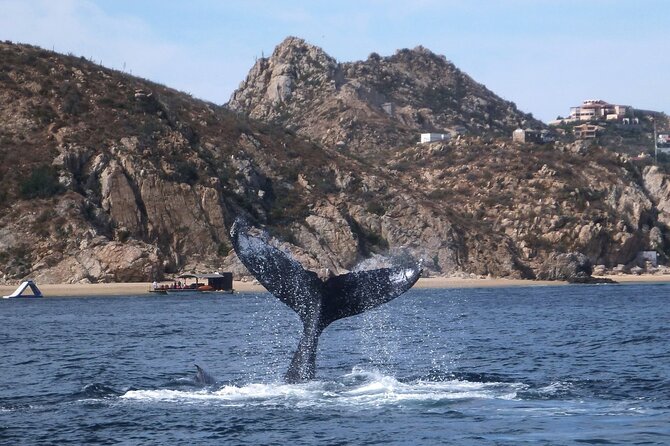 2-Tank Scuba in Marine Reserve and Corridor for Certified Divers - Stop 2 at Cabo’s Marine Reserve Highlights: More than just a rest stop