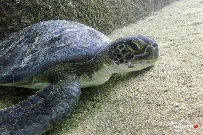 2-Tank Scuba in Marine Reserve and Corridor for Certified Divers - Price and Value: $165 for two tanks and more