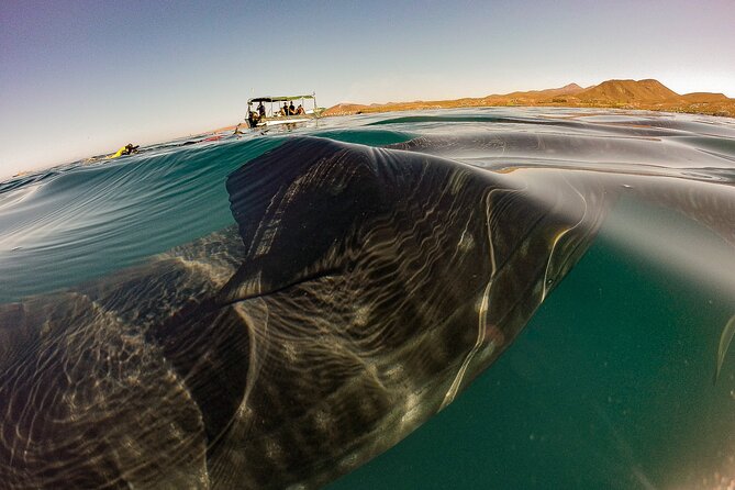 3 Hours La Paz Whale Shark First Class Snorkeling Tour - Key highlights before you book