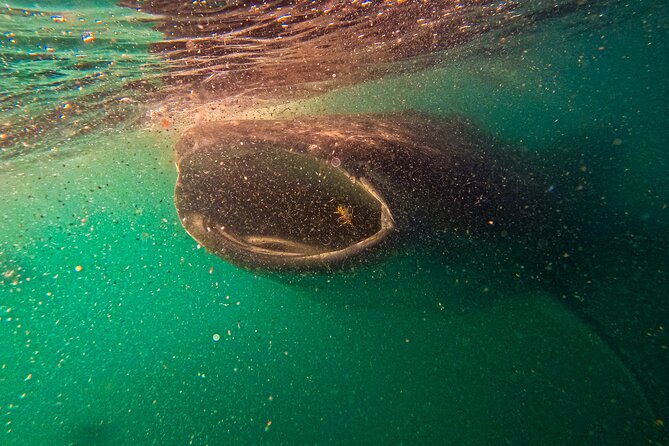 3 Hours La Paz Whale Shark First Class Snorkeling Tour - First Class inclusions, and what they mean for you