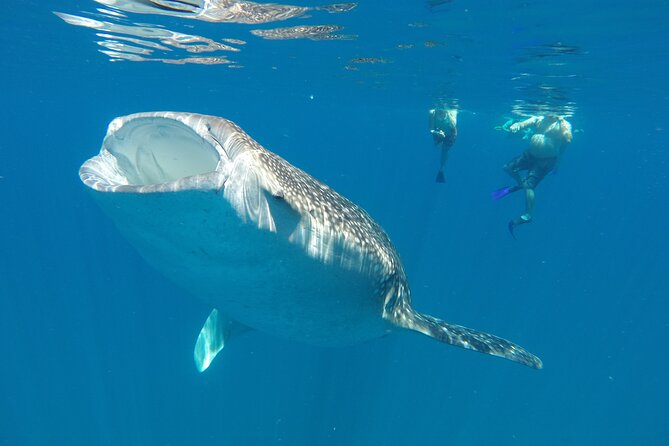 3 Hours La Paz Whale Shark First Class Snorkeling Tour - Whale shark etiquette: safety and respect first