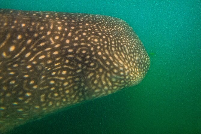 3 Hours La Paz Whale Shark First Class Snorkeling Tour - Private boat time with up to 8 guests