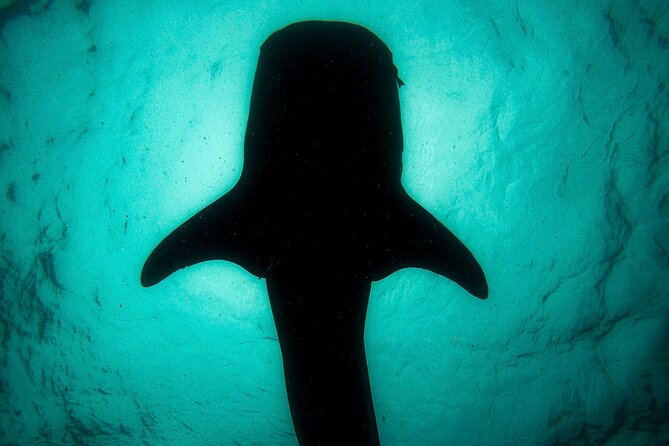 3 Hours La Paz Whale Shark First Class Snorkeling Tour - Drinks and GoPro documentation: treat yourself, stay focused