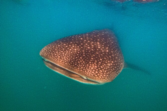 3 Hours La Paz Whale Shark First Class Snorkeling Tour - Weather matters more than you think in La Paz