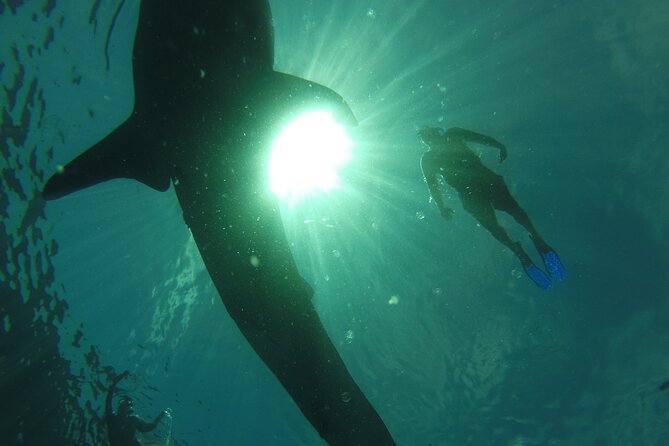 3 Hours La Paz Whale Shark First Class Snorkeling Tour - Price and value: what $178.40 buys you