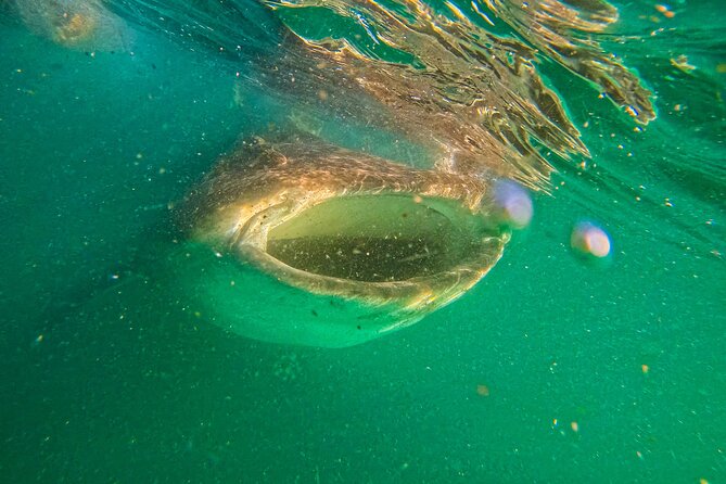 3 Hours La Paz Whale Shark First Class Snorkeling Tour - Your in-water comfort: shorty wetsuit and snorkeling gear