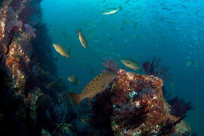 3-Tank Scuba in Marine Reserve and Corridor for Certified Divers - Cabo in one morning: why the 3-tank Marine Park and Corridor plan makes sense