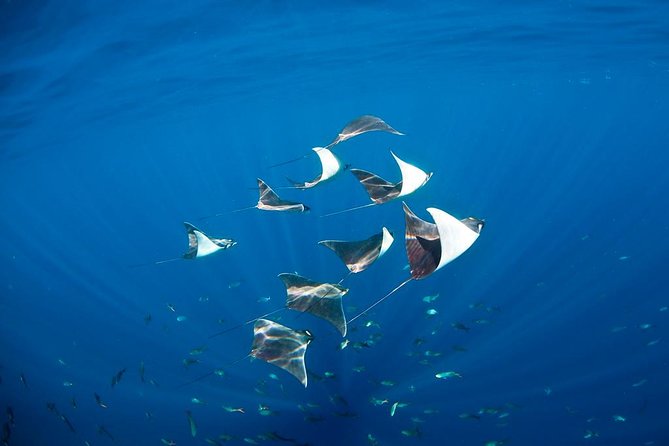 3-Tank Scuba in Marine Reserve and Corridor for Certified Divers - Cabo Marine Park vs. The Corridor: how the underwater experience changes