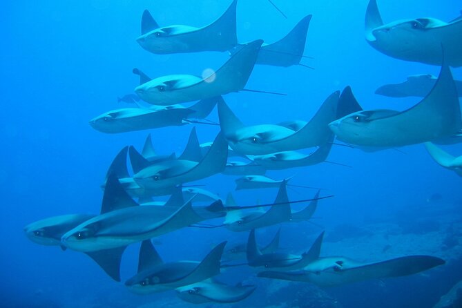 3-Tank Scuba in Marine Reserve and Corridor for Certified Divers - Guides, safety, and the kind of attention that makes the day easier