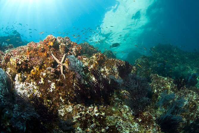 3-Tank Scuba in Marine Reserve and Corridor for Certified Divers - Price and value: is $210 fair for three boat sessions?
