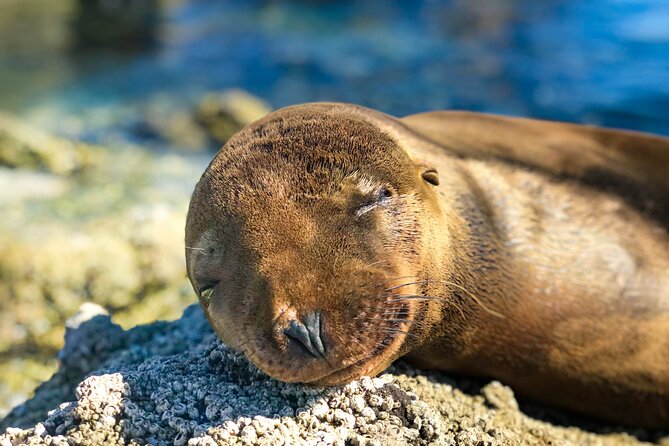 Adventure to Espiritu Santo Island: Snorkel with Sea Lions and Beach - Beach lunch on Espiritu Santo: shade, towels, and ceviche