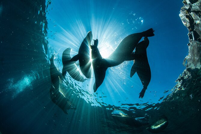 Adventure to Espiritu Santo Island: Snorkel with Sea Lions and Beach - Isla Partida and Espiritu Santo viewpoints: mangroves, pearl farm ruins, and birds