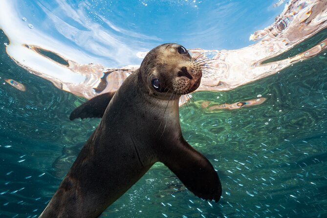 Adventure to Espiritu Santo Island: Snorkel with Sea Lions and Beach - The day at a glance: from La Paz to multiple island stops