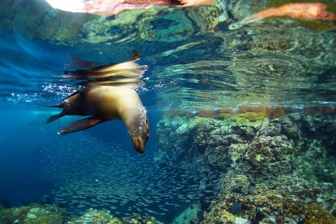 All-Inclusive catamaran Espiritu Santo Island Tour from Los Cabos - Catamaran day, not cattle-boat day
