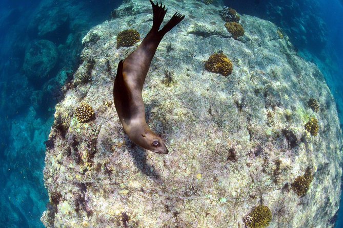 All-Inclusive Catamaran Tour | Beaches & Sea Lions from Los Cabos - Snorkeling, sea lions, and small-group swim rules that keep it fun