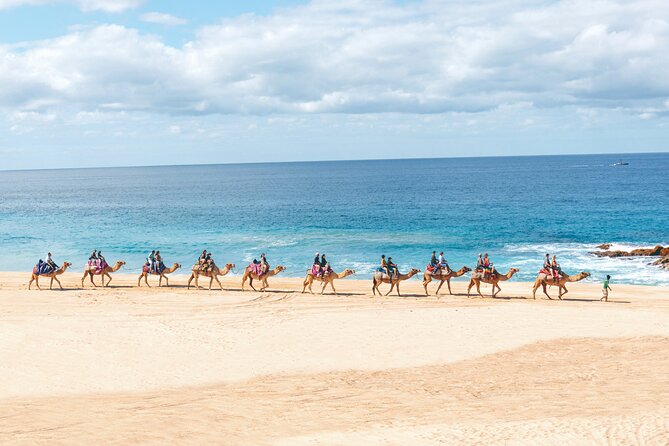 Beach Camel Ride and Encounter in Cabo - Camel encounter: feeding, petting, and that close-up moment