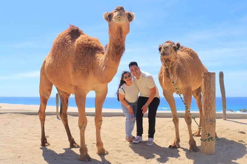 Beach Camel Ride & Encounter in Cabo by Cactus tours park - Photos and souvenirs: the rule that changes everything