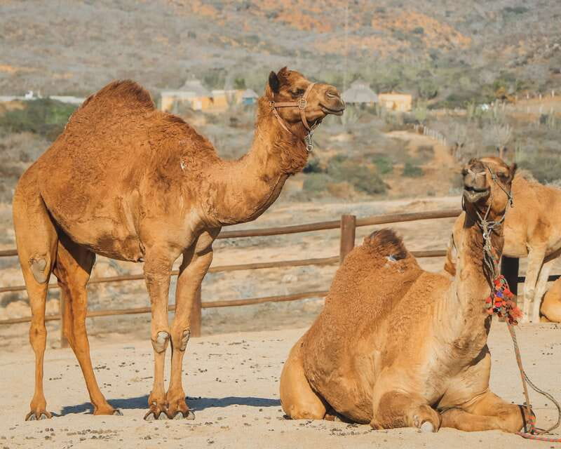 Beach Camel Ride & Encounter in Cabo by Cactus tours park - Getting to the park: pickups, coach rides, and the safety briefing