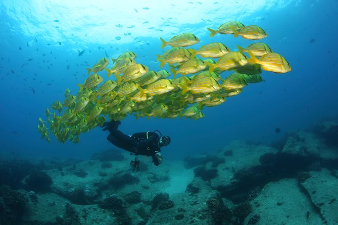 Beginner Scuba Diving in Cabo San Lucas - First-time scuba in Cabo: what makes it work for beginners