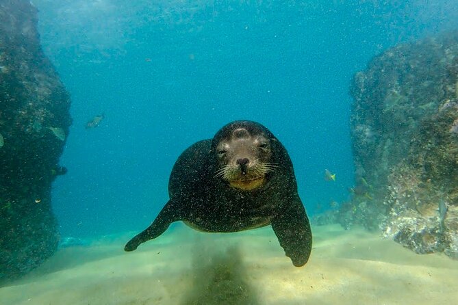 Beginner Scuba Diving in Cabo San Lucas - Cabo’s Arch stop: the scenery change that keeps the day fun