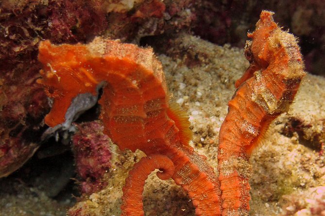 Beginner Scuba Diving in Cabo San Lucas - When things feel uncomfortable: ear pressure and the slow ascent reality