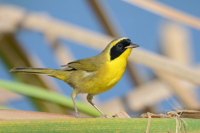 Birding San Jose Estuary Los Cabos Mexico - Stop at the Estuary and Bird Sanctuary: Where the Morning Starts Working