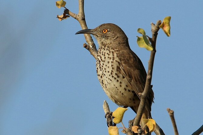 Birding San Jose Estuary Los Cabos Mexico - Bird Species Highlights: What You Might Spot