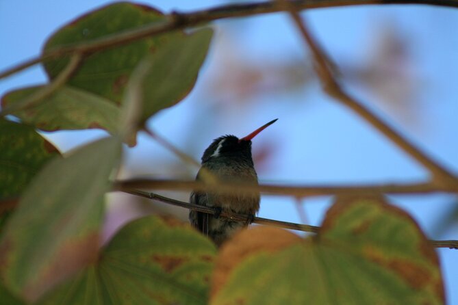 Birding San Jose Estuary Los Cabos Mexico - 7:00 am Pickup, Hotel Lobby Access, and Why Timing Matters