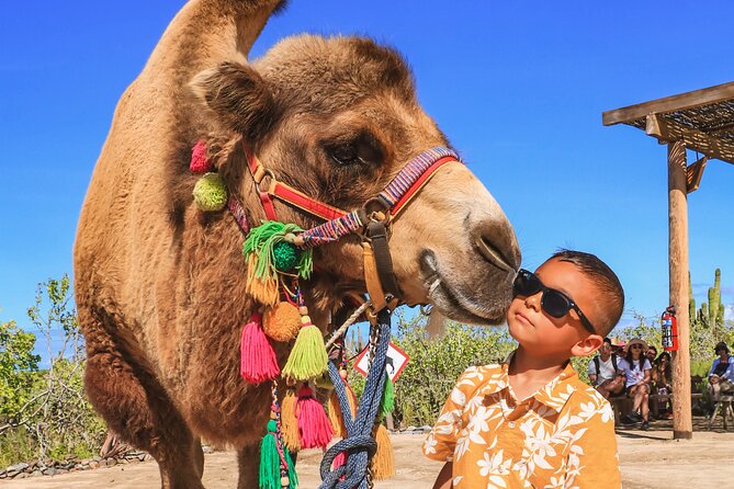 Boat Ride to the Arch and Beach Camel Ride in Cabo San Lucas - Camel ride at Rancho Tierra Sagrada: what to expect on the beach