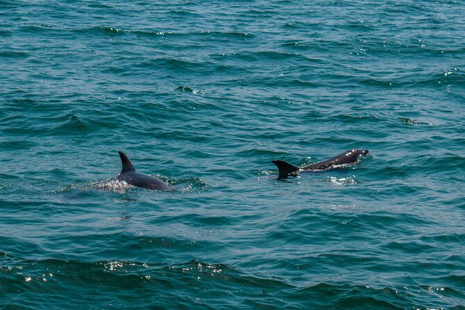 Boat Tour Snorkeling Tour with Guide, Drinks and Fruit - Getting Started at Pochos Cabos Activities (and What to Expect Next)