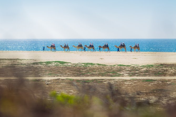 Cabo Beach Camel Ride, Mexican Buffet and Tequila Tasting - Off-Road Feel and a Chill Schedule: How the Pace Works
